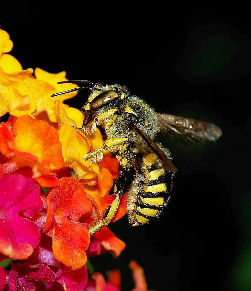 Lantana (Lantana camara) in Middle Tennessee