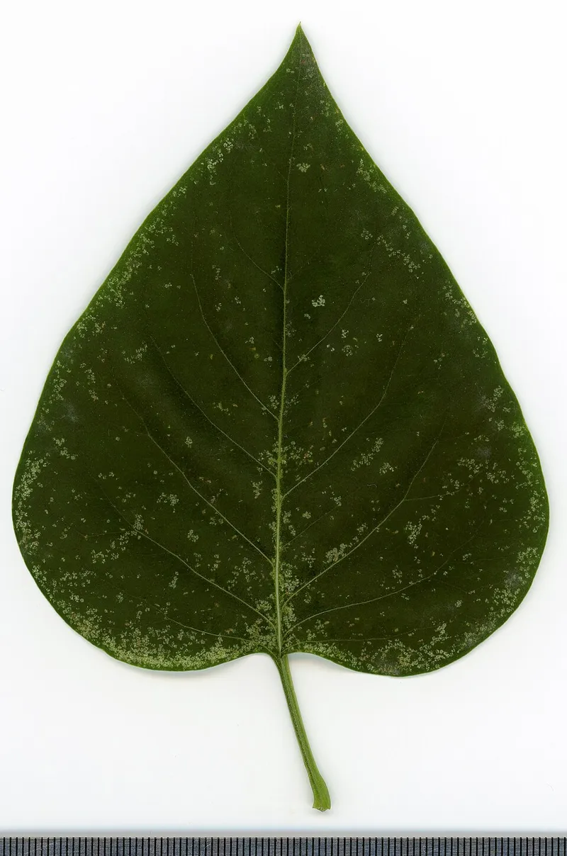 Lilac (Syringa vulgaris) in Middle Tennessee