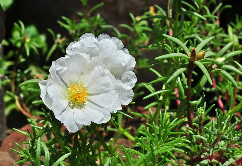 Moss Rose (Portulaca grandiflora) in Middle Tennessee