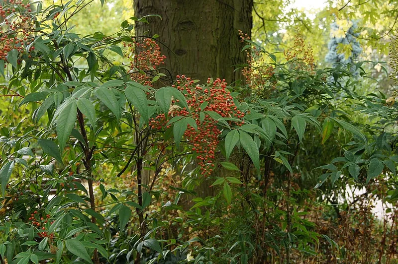 Nandina (Nandina domestica) in Middle Tennessee