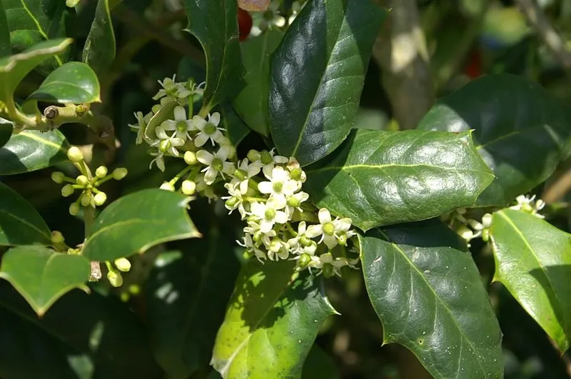Nellie R. Stevens Holly (Ilex x 'Nellie R. Stevens') in Middle Tennessee