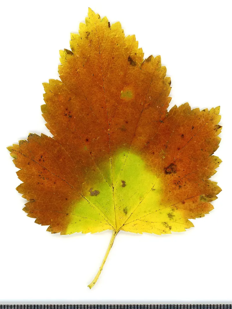 Ninebark (Physocarpus opulifolius) in Middle Tennessee