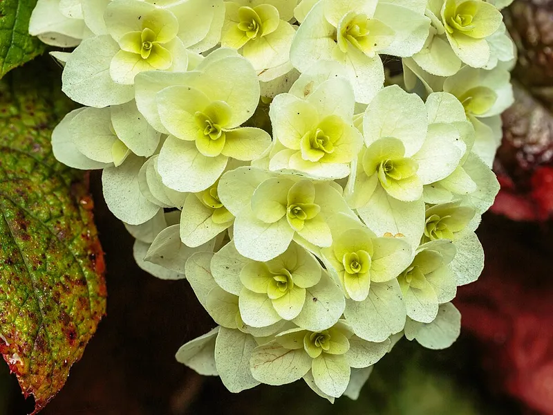 Oakleaf Hydrangea (Hydrangea quercifolia) in Middle Tennessee