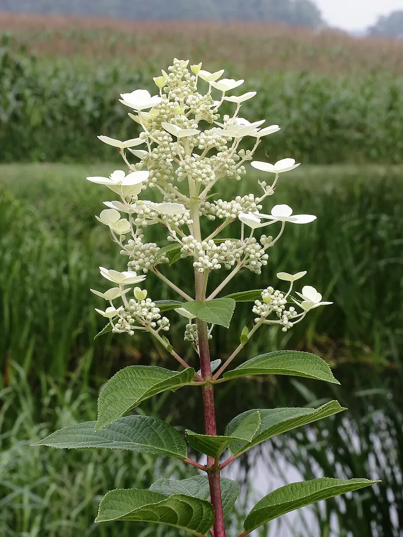 Panicle Hydrangea (Hydrangea paniculata) in Middle Tennessee