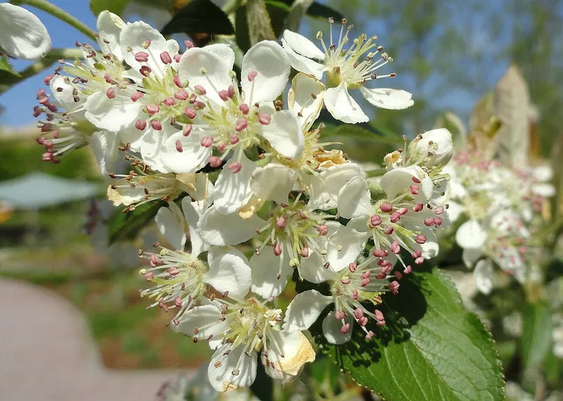 Red Chokecherry (Aronia arbutifolia) in Middle Tennessee