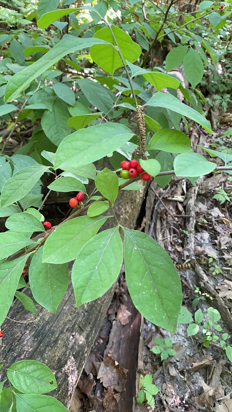 Spicebush (Lindera benzoin) in Middle Tennessee
