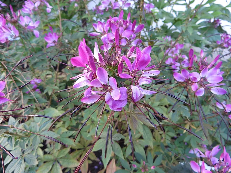 Spider Flower (Cleome hassleriana) in Middle Tennessee