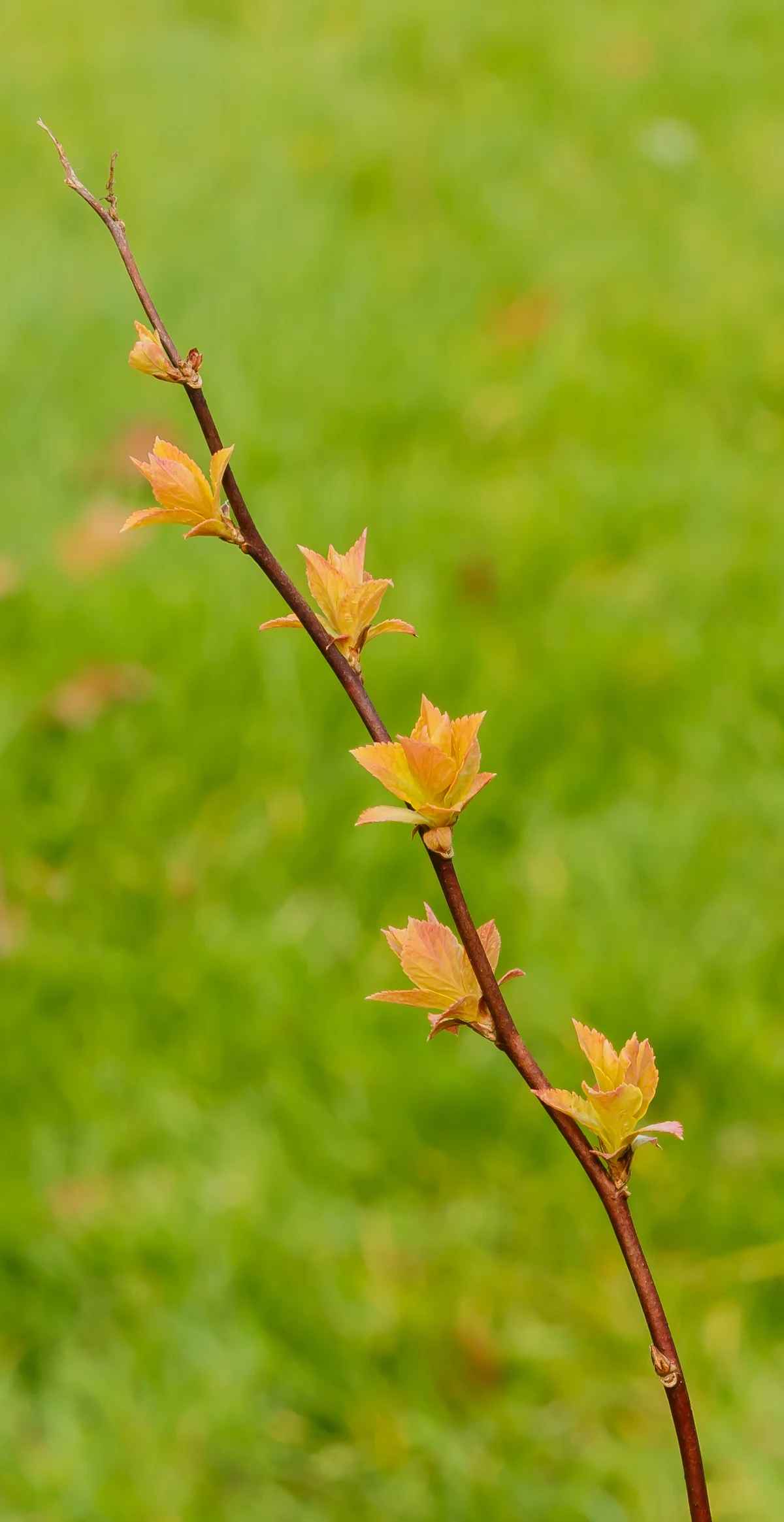 Spirea thumbnail 2