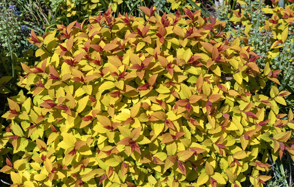 Spirea thumbnail 3