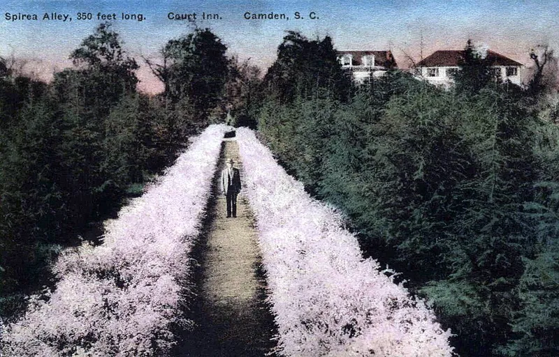 Spirea (Spiraea japonica) in Middle Tennessee