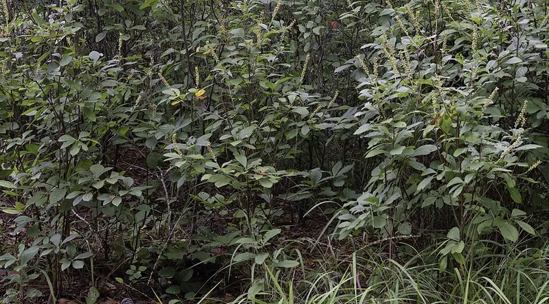Summersweet (Clethra alnifolia) in Middle Tennessee
