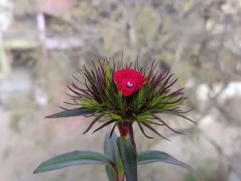 Sweet William (Dianthus barbatus) in Middle Tennessee