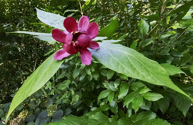 Sweetshrub (Calycanthus floridus) in Middle Tennessee
