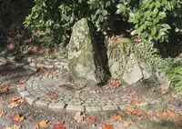 Aucuba in Middle Tennessee