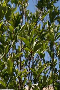 Cherry Laurel in Middle Tennessee