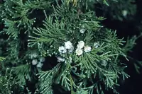 False Cypress in Middle Tennessee