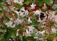 Glossy Abelia in Middle Tennessee