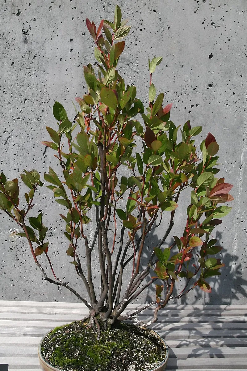 Virginia Sweetspire (Ilex virginica) in Middle Tennessee