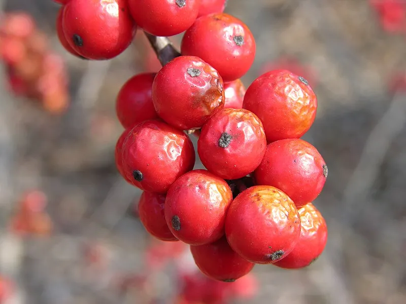 Winterberry Holly (Ilex verticillata) in Middle Tennessee