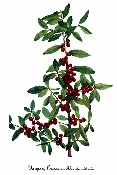 Yaupon Holly (Ilex vomitoria) in Middle Tennessee