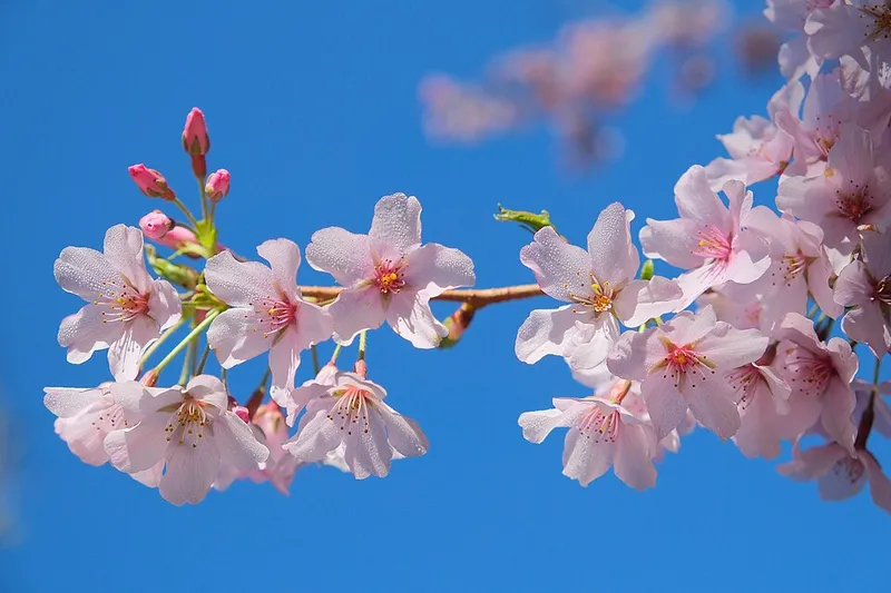 Yoshino Cherry (Prunus x yedoensis) in Middle Tennessee