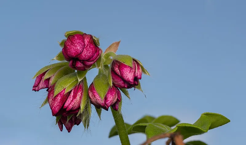 Zonal Geranium (Pelargonium x hortorum) in Middle Tennessee