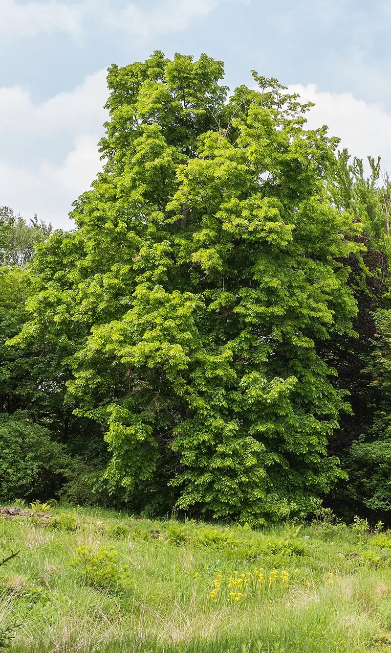 American Basswood (Tilia americana) in Middle Tennessee