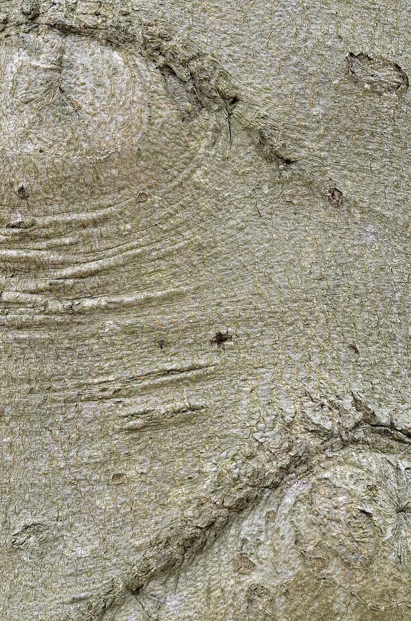 American Beech (Fagus grandifolia) in Middle Tennessee