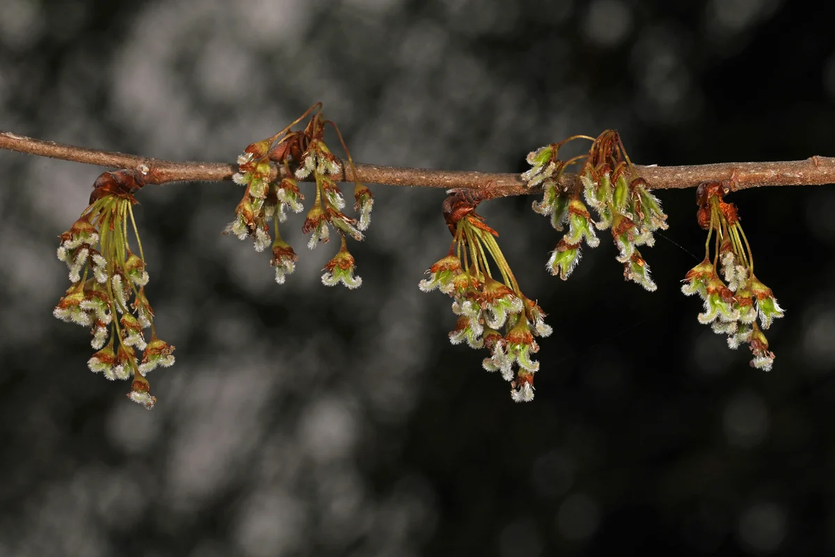 American Elm thumbnail 2