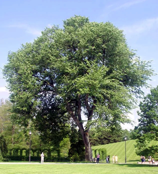 American Elm thumbnail 3