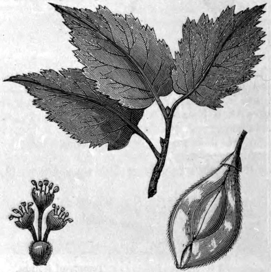 American Elm thumbnail 4