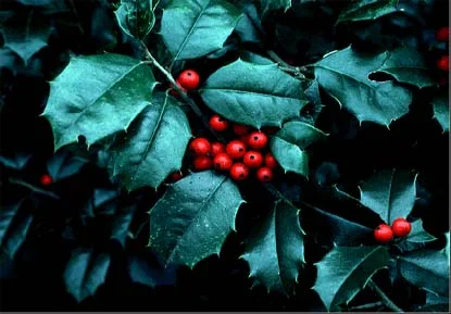 American Holly (Ilex opaca) in Middle Tennessee