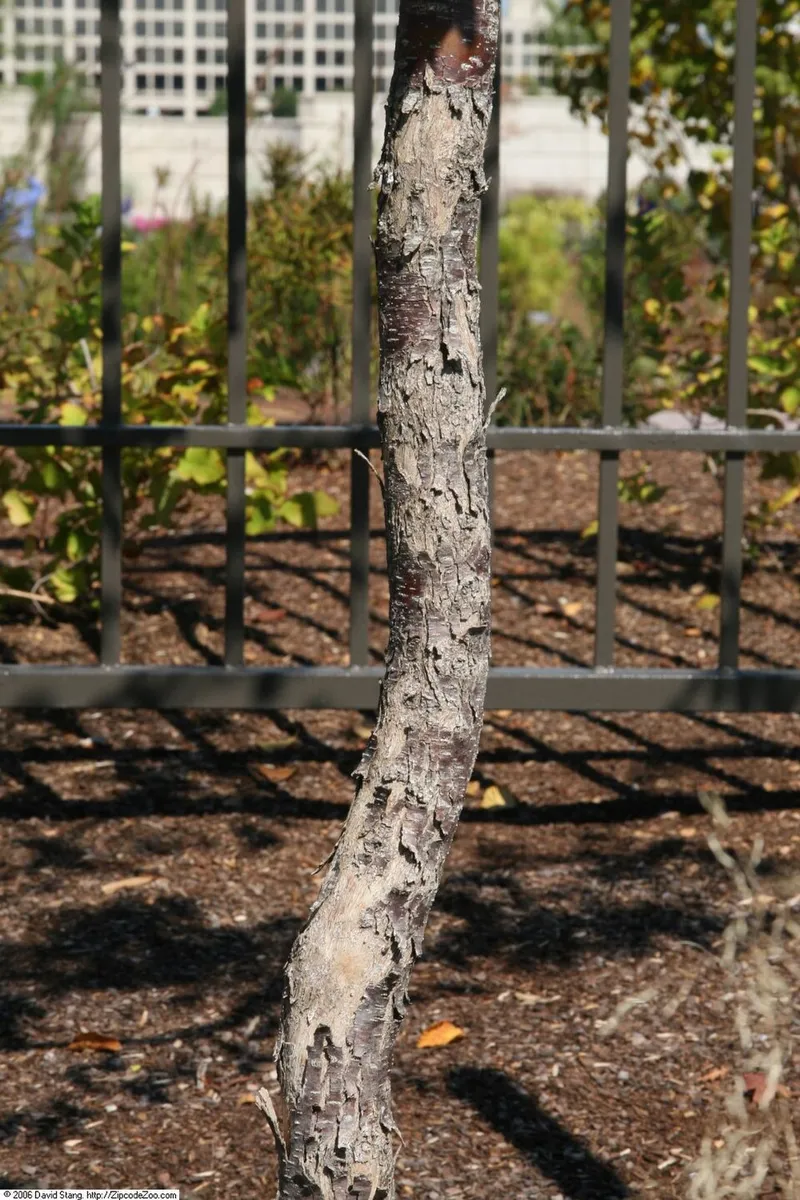 American Hophornbeam (Ostrya virginiana) in Middle Tennessee
