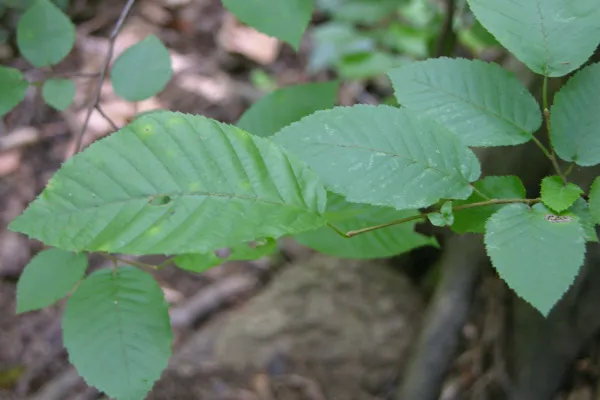 American Hornbeam (Carpinus caroliniana) in Middle Tennessee