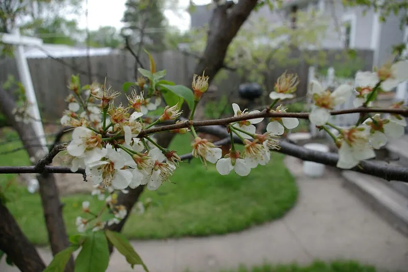 American Plum (Prunus americana) in Middle Tennessee