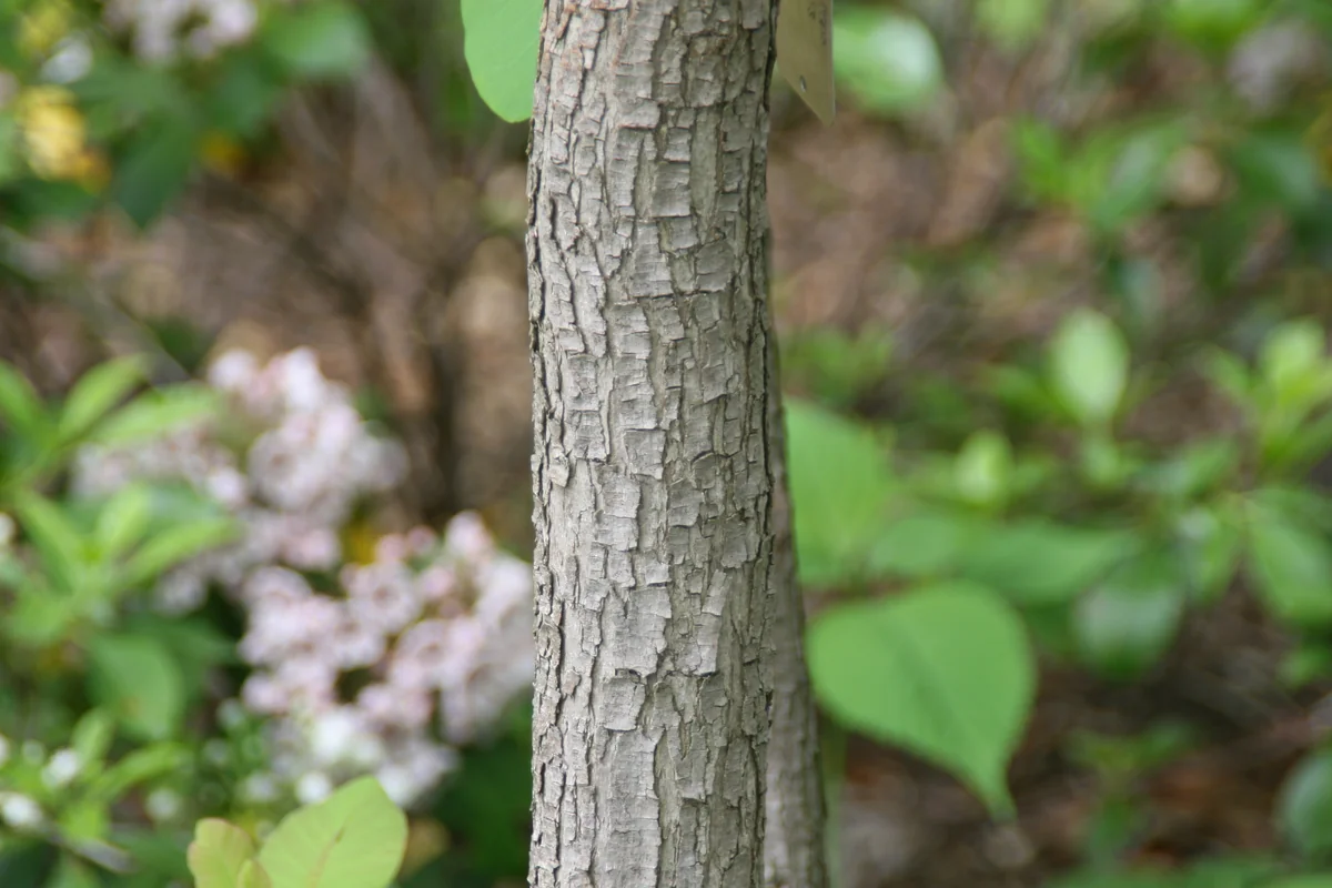 American Smoke Tree thumbnail 2