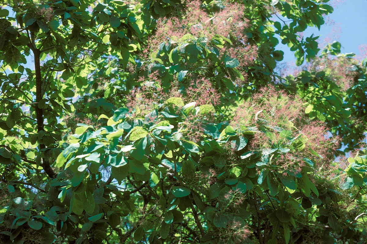 American Smoke Tree thumbnail 3