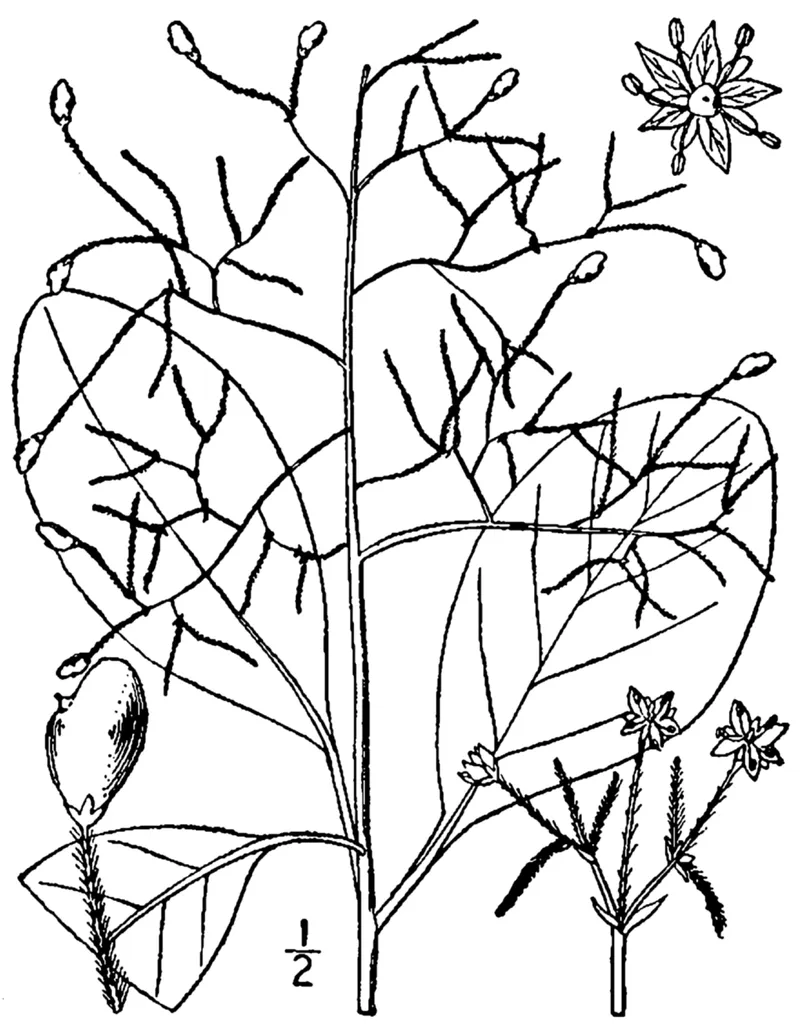 American Smoke Tree (Cotinus obovatus) in Middle Tennessee