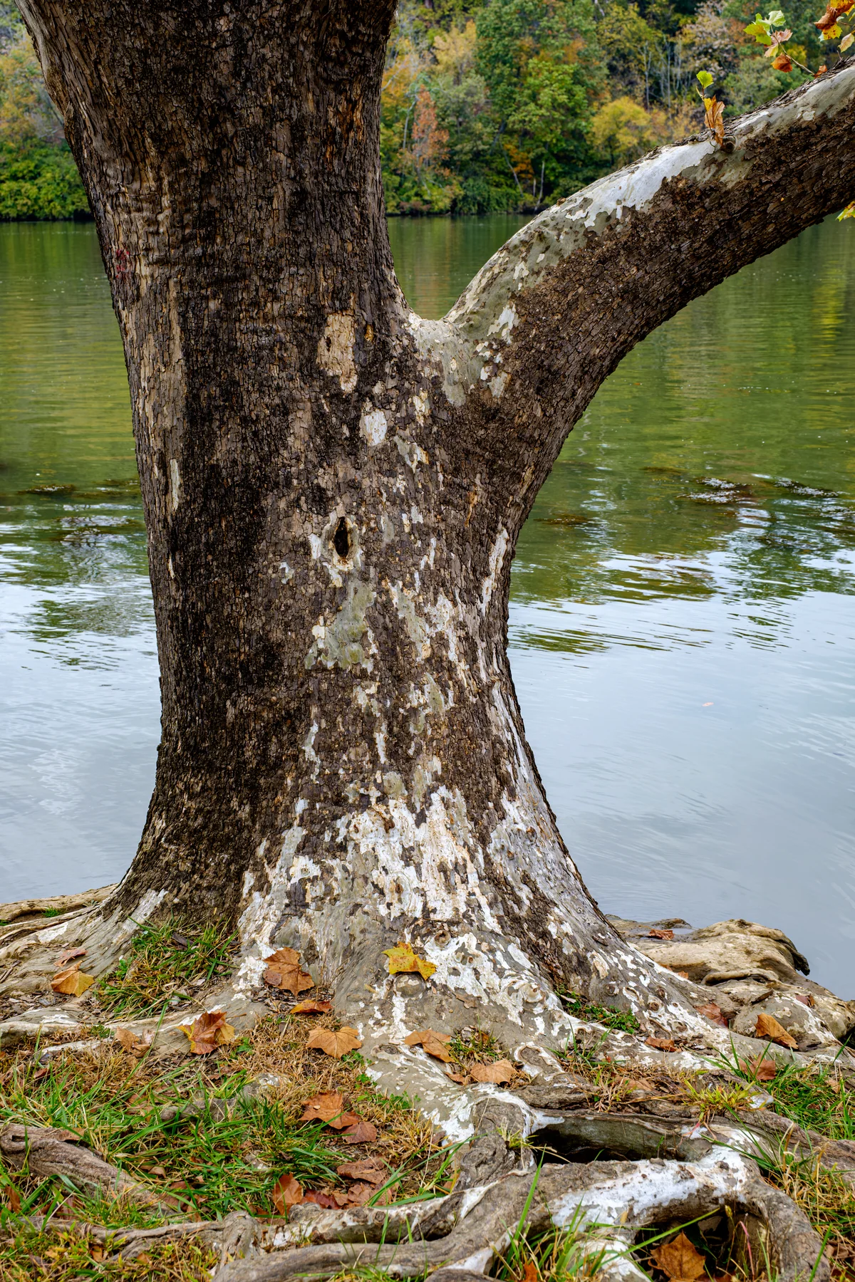 American Sycamore thumbnail 3