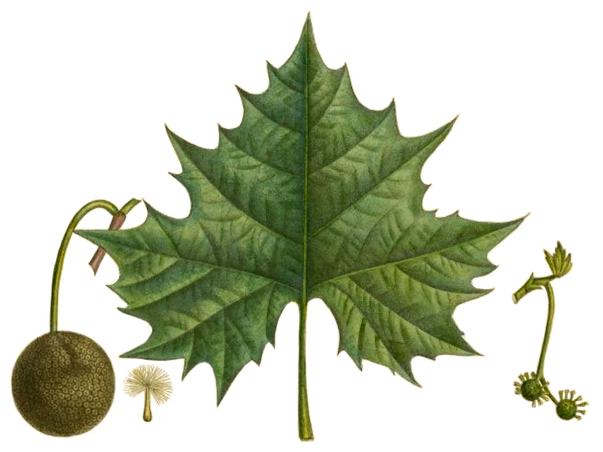 American Sycamore thumbnail 4