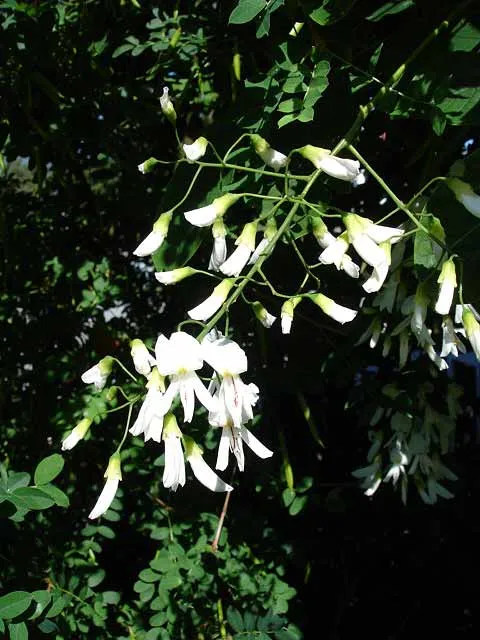 American Yellowwood (Cladrastis kentukea) in Middle Tennessee