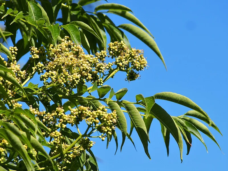 Amur Corktree (Phellodendron amurense) in Middle Tennessee