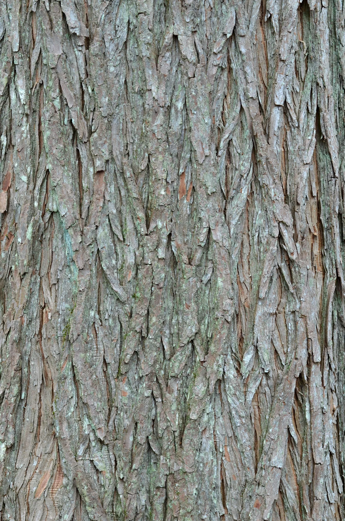 Baldcypress thumbnail 2
