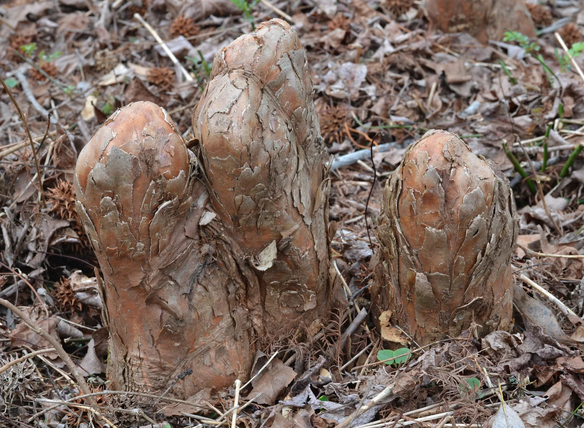 Baldcypress thumbnail 3