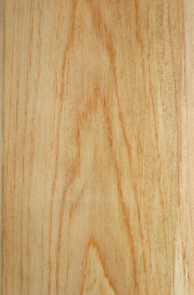 Baldcypress (Taxodium distichum) in Middle Tennessee