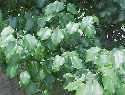 Bradford Pear (Pyrus calleryana 'Bradford') in Middle Tennessee