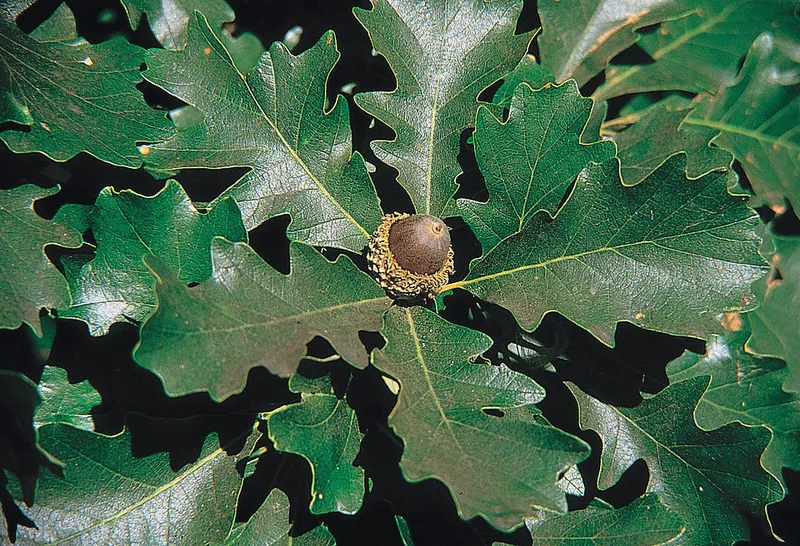 Bur Oak (Quercus macrocarpa) in Middle Tennessee