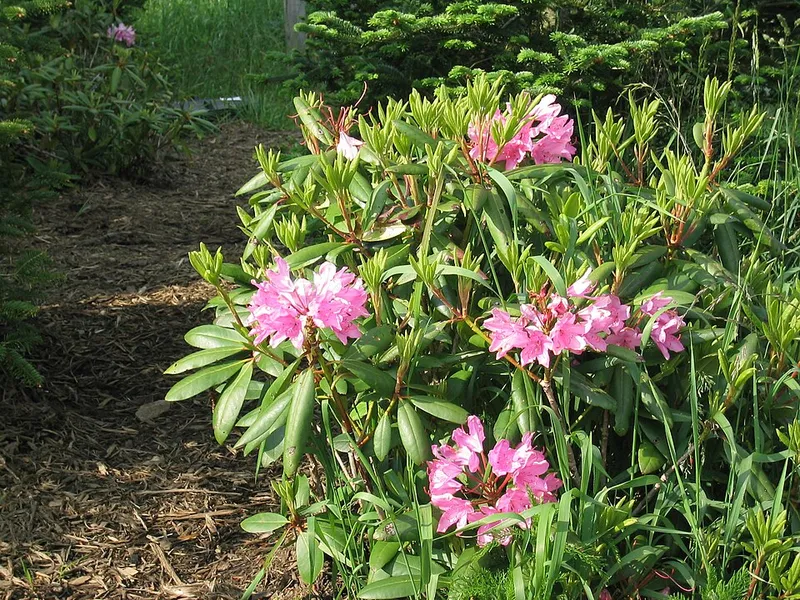 Catawba Rhododendron (Rhododendron catawbiense) in Middle Tennessee