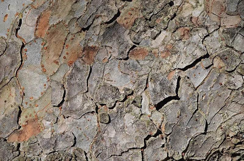 Chinese Elm (Ulmus parvifolia) in Middle Tennessee