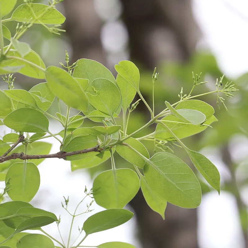 Chinese Fringetree (Chionanthus retusus) in Middle Tennessee